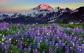 Snow-capped mountain with vibrant wildflowers in the foreground at sunset