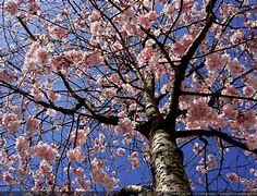 Cherry blossom tree with pink flowers against blue sky, spring nature scene