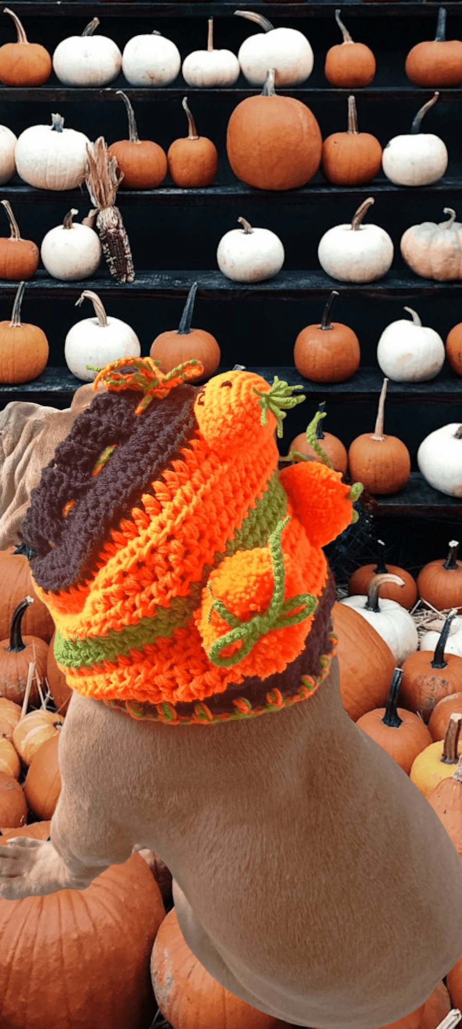 Dog wearing a handmade crochet snood with pumpkin design, surrounded by pumpkins