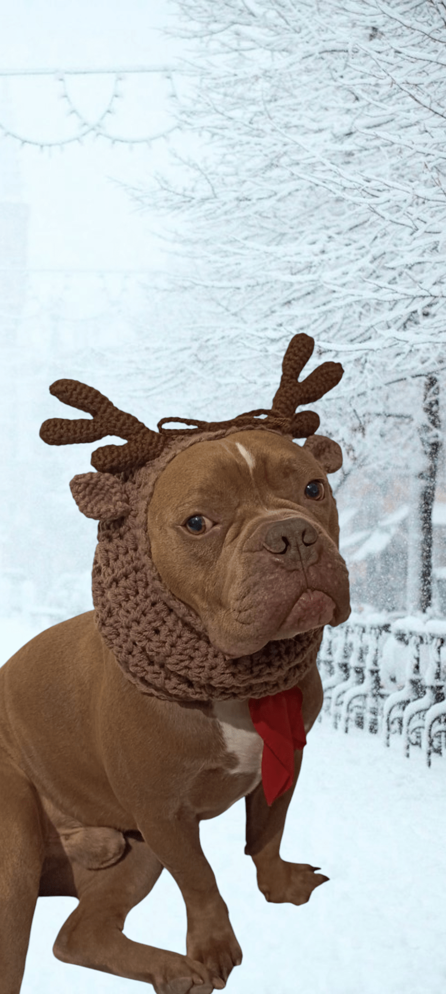 Dog wearing handmade crochet reindeer snood accessory, winter background, Croch'pelotes by Sophie