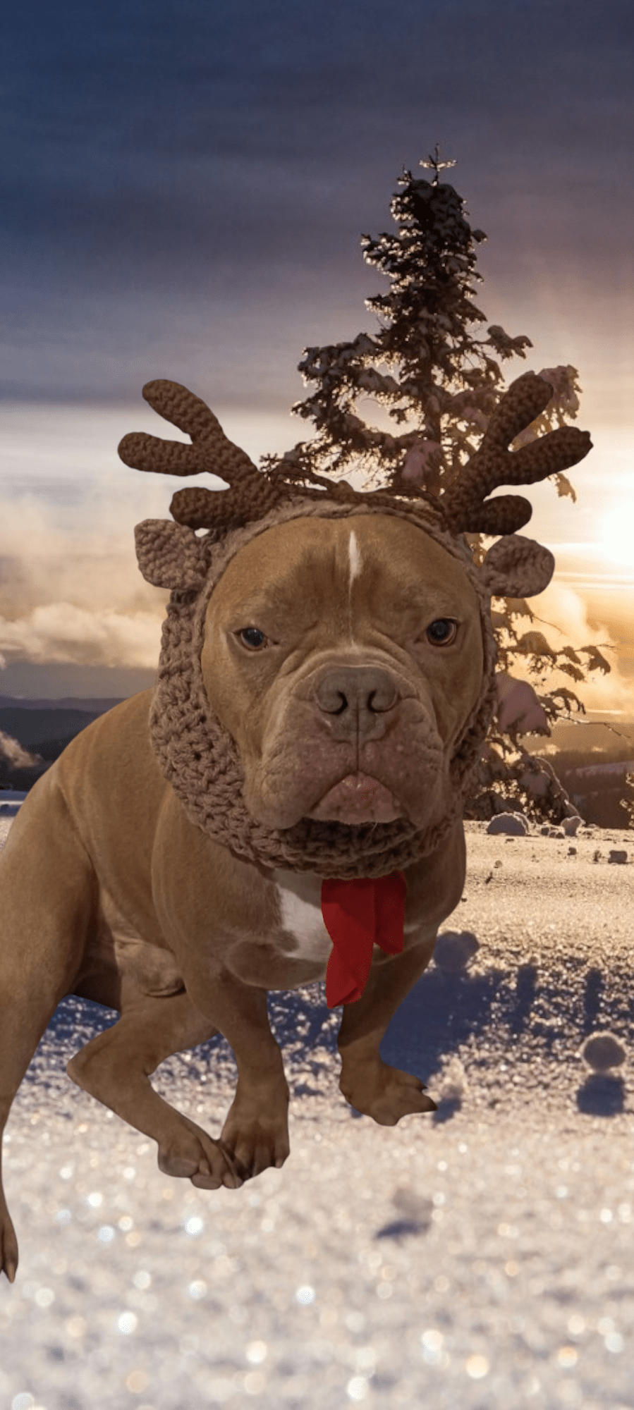 Dog wearing handmade crochet reindeer snood, snowy winter background, Croch'pelotes by Sophie