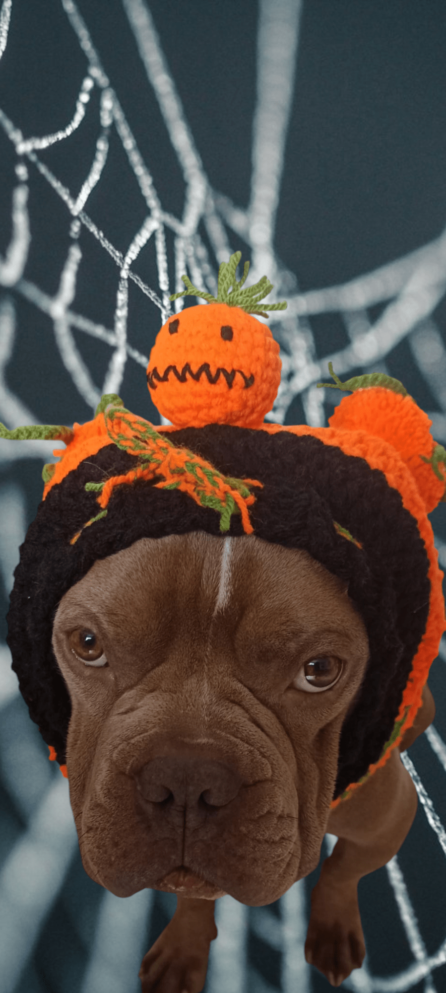 Dog wearing a handmade crochet pumpkin snood, Halloween accessory, Croch'pelotes by Sophie
