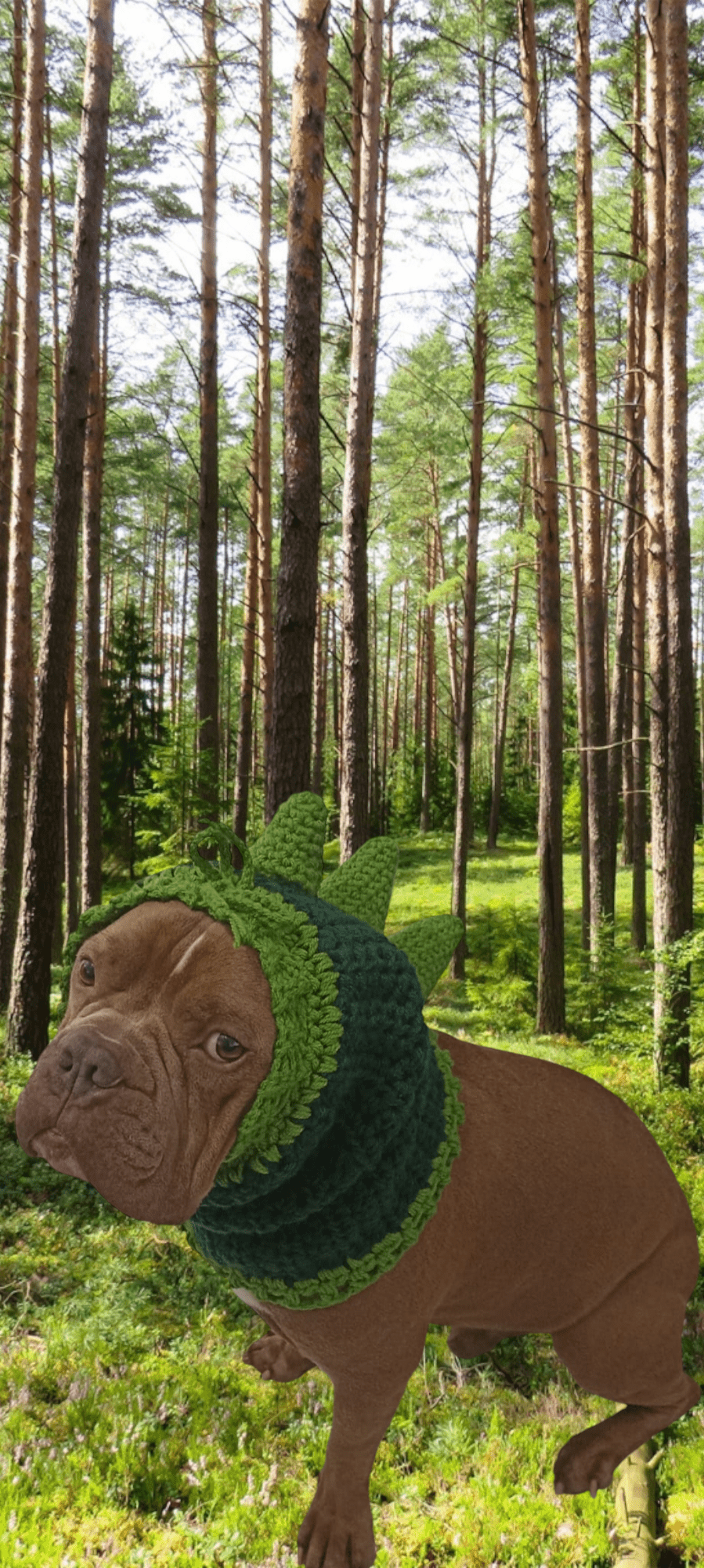 Dog wearing a handmade green crochet snood with spikes from Croch'pelotes by Sophie in forest